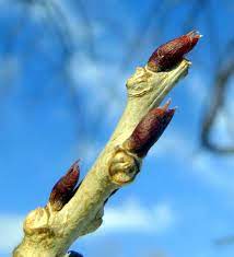 Wisteria Vine New Hampshire Garden Solutions