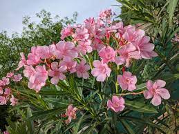 File:Nerium oleander in Chennai 2K22TNKAN (1).jpg - Wikimedia Commons