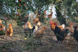 La ferme du logis pratique depuis 2009 l'élevage en plein air avec des manières favorables à l'environnement et à ses poules. L Amour Est Dans Le Panier Cueillir Ses Fruits Et Legumes En Ile De France