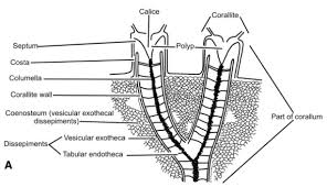 Image result for Exotheca