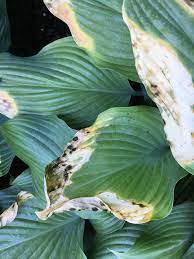 What is the problem, and what should i do? Browning And Spots On Hosta Leaves 348034 Ask Extension