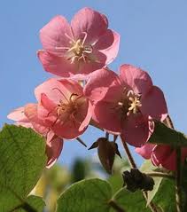 Image result for Dombeya buettneri