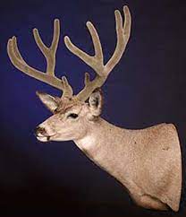 Premier 7x11 239 whitetail buck deer taxidermy shoulder mount dw0025 $3,695.00. The Best Pose For Your Mount Gohunt