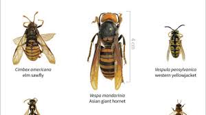 Online shopping from a great selection at movies & tv store. Murder Hornets From Asia Spotted In Us For First Time