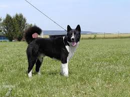 Image result for karelský medvědí pes