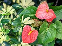 This city is rich in culture and interesting history. Home Flowertown Garden Center