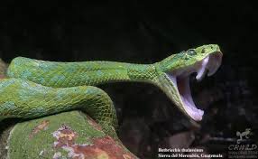 Image result for Bothriocline moramballae