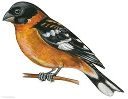 Hummingbirds are slowly returning to the west texas feeders, but that doesn't mean that the fun has to end there! Black Headed Grosbeak Bird Britannica