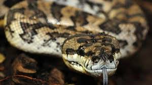 Mimpi melihat anaconda juga meramalkan pasang surut dalam kehidupan bangun. 6 Arti Mimpi Melihat Anaconda Bisa Diartikan Sebagai Representasi Ketakutan Batin Ini Tafsirannya Tribun Manado