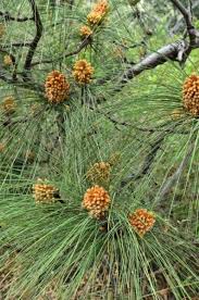Did you scroll all this way to get facts about italian pine tree? Tips Information About Pine Gardening Know How