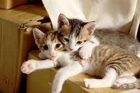 Adopting One Cat Or Two The Benefits Of Adopting More Than One Cat