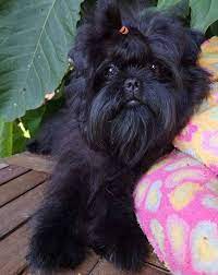 15 Rules For The Care And Maintenance Of Affenpinscher Petpress Affenpinscher Puppy Affenpinscher Dog Affenpinscher