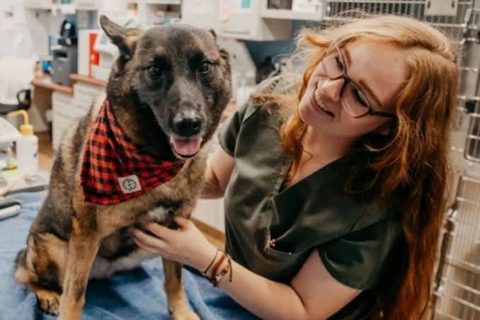 How to Support Your Senior Pet's Health