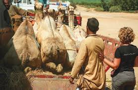 Photo courtesy of abu dhabi tourism & cultural authority. Https Www Animals Angels De Fileadmin User Upload 03 Publikationen Dokumentationen Animals Angels The Welfare Of Dromedary Camels During Road Transport In The Middle East Pdf