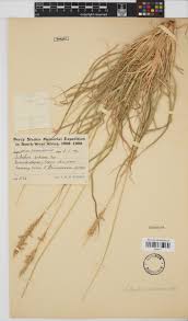 Image result for Anthephora pubescens