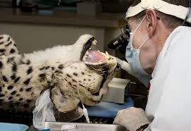 How long does the root canal last? How Long Does A Root Canal Take