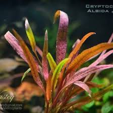 Like other crypts, it grows at a moderate rate and can be. Pixel Poet Pixellpoet Profile Pinterest
