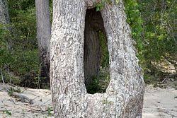 How do you fill a hole in a tree trunk? Tree Hollow Wikipedia