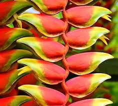 Most of these plants produce colorful flowers, including red, orange, blue and purple flowers. Best 18 Amazon Rainforest Plants Flowers Updated Rainforest Plants