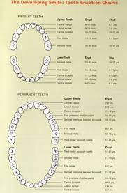 Primary Tooth Chart Margarethaydon Com