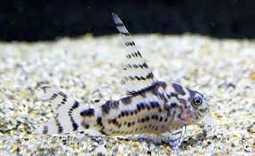 Jenis Ikan Pemakan Lumut Untuk Aquascape Yang Perlu Anda Ketahui Di 2020 Binatang Hewan Ikan