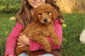 Visit us for more information and pictures. F1b Standard Goldendoodles