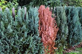 Thuja occidentalis smaragd, lebensbaum baumschulqualität kompetente fachberatung.unterhalb der grünen nadeln, bildet auch thuja smaragd braune schattennadeln. Thujahecke Wird Braun Was Hat Sie Das Konnen Sie Tun