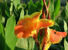 Image result for Cannaceae