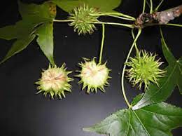 Valuable, forest tree frequently found in wet river bottoms, in swamps that frequently flood, and on drier uplands (except the high mountains) throughout north carolina. Sweet Gum