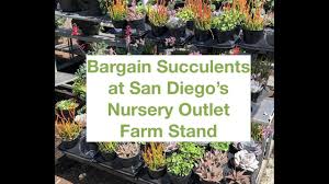 Nurseries, public gardens and destinations in north america's epicenter of all things succulent. Where To Get Cheap Quality Succulents In San Diego Youtube