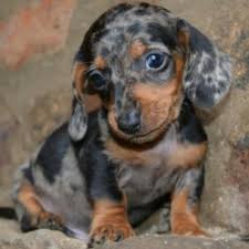 I think, i have, the best little mother dachshunds in the whole wide world. Miniature Dachshund Puppies For Sale Witbank Free Classifieds In South Africa