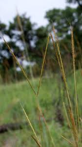 Image result for Andropogon schirensis