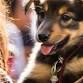Maine Humane Conference