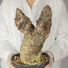 Image result for Xerophyta trichophylla