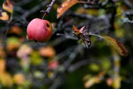 Here is a list of high altitude fruit trees that you can try. Is Your Apple Tree Dying Here S What To Do The Practical Planter