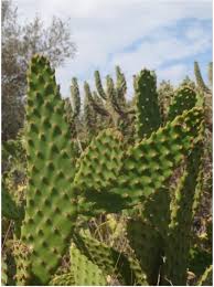 The table below lists examples of other succulents perhaps the most familiar feature of cacti, spines can vary greatly in appearance, shape, size, and color. Further Records Of Cacti Cactaceae From Tarragona Province Catalonia Spain