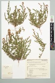 Image result for Dysphania pumilio