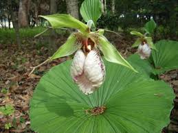 Image result for Holothrix aphylla