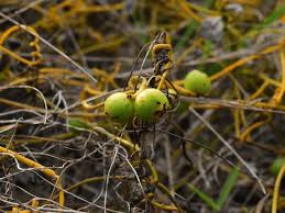 Image result for Cassytha