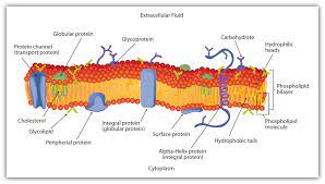 Schematic Diagram Of A Cell Membrane Plasma Membrane Cell Membrane Cell Membrane Structure