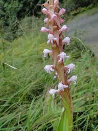 Image result for Satyrium macrophyllum