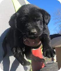 They also have their dewclaws in the winter months our english black lab puppies make several short trips outside once they are 5 to 6 weeks old. Grayslake Il Labrador Retriever Meet Midnight Garden 6 A Pet For Adoption