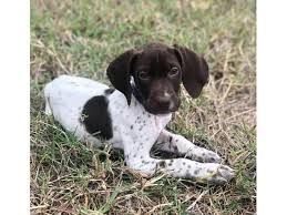 1 male 1 female german shorthaired