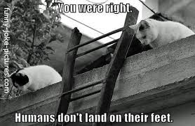 Funny Cat Humans Land Feet Joke Funny Joke Pictures Cats Funny Animals Funny Pictures