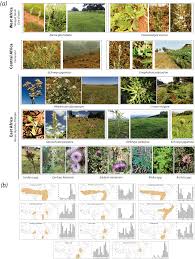 Image result for Berkheya spekeana