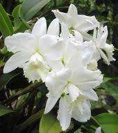 Cattleya Hawaiian Wedding Song Virgin Meet The Plants Hawaiian Wedding Cattleya Plants