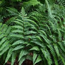 Image result for Dryopteris