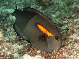 File Orangeband Surgeonfish Acanthurus Olivaceus 33903654188 Jpg Wikimedia Commons
