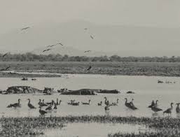 Image result for Justicia stachytarphetoides