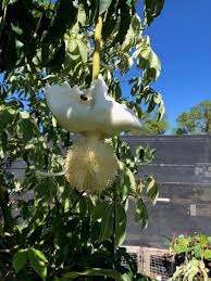 Image result for Adansonia digitata